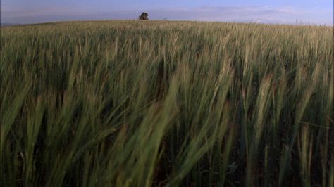 Days Of Heaven, Heaven Movie, Terrence Malick, Documentary Filmmaking, Movie Shots, Love Film, Film Inspiration, Video Projection, Movie Lover