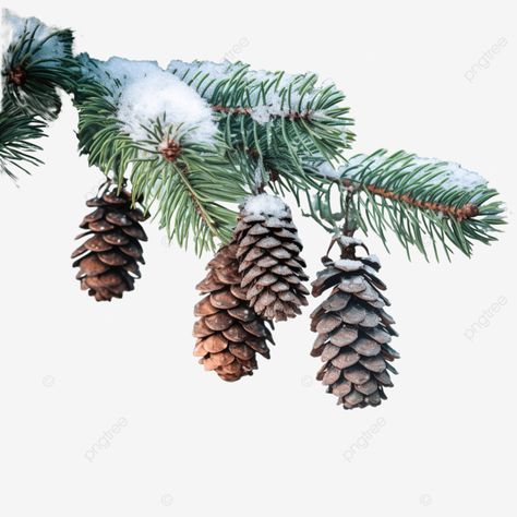 green spruce branches with pine cones covered with snow in winter forest part of the christmas tre Snow Covered Pine Trees, Spruce Branch, Winter Branches, Christmas Tree Snow, Pine Branches, Window Ideas, Pine Branch, Winter Forest, Pine Needles