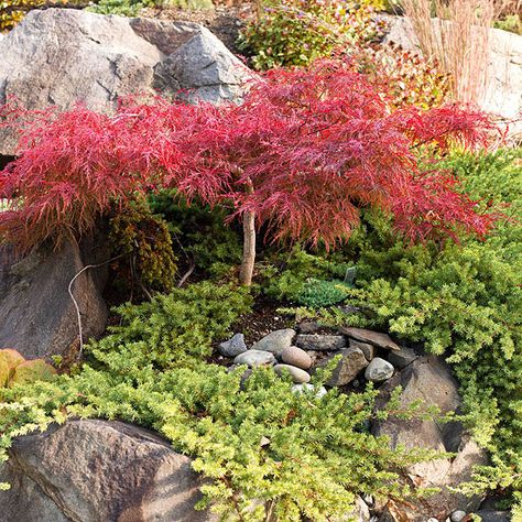 Crimson Queen Japanese Maple Landscape, Japanese Maple Tree Landscape Front Yards Flower Beds, Japanese Maple Tree Landscape, Weeping Japanese Maple, Weeping Blue Atlas Cedar, Maple Tree Landscape, Weeping Trees, Red Maple Tree, Japanese Maples