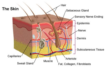 Skin is made up of two layers. The epidermis is the outside part of the skin. It has sweat pores and hairs. Skin color is determined by how much melanin it contains. Know more facts about your skin here: http://easyscienceforkids.com/all-about-human-skin/ Skin Anatomy, Sensory Nerves, Integumentary System, Degree Burns, Layers Of The Epidermis, Subcutaneous Tissue, Skin Quiz, Skin Model, Sweat Gland