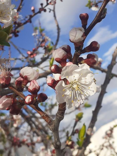 Permaculture Design, Urban Homesteading, Household Organization, Stone Fruit, Summer Is Coming, Growing Herbs, Spring Flower, Flower Bud, Edible Garden