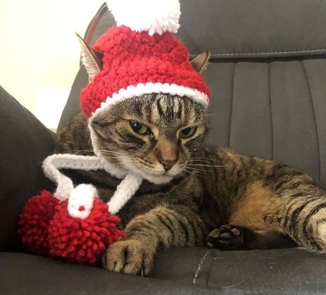 Cute hats for cats! Cat Christmas Hat, Xmas Cat, Crochet Santa Hat, Cat Hats, Pet Costumes Cat, Holiday Crochet Patterns, Crochet Cat Hat, Santa Cat, Crochet Santa