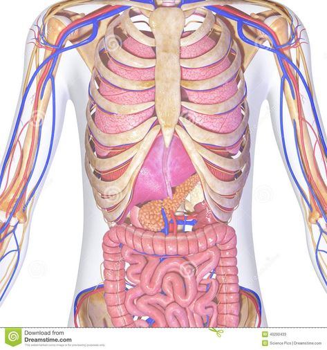 Skeleton With Organs, Human Organ Diagram, Human Organ, Skeleton Drawings, Human Skeleton, Human Body Systems, Body Organs, Body Systems, Body Drawing