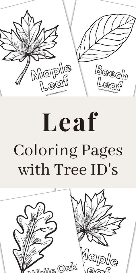 black and white leaf printables overlapping with a grey rectangle in the middle with text overlay Leaves Activities For Kindergarten, Preschool Leaf Theme, Leaf Unit Study Kindergarten, Leaf Lesson Plans Preschool, Tree Lesson Plans Preschool, Tree Art For Preschool, Tree Kindergarten Activities, Tree Day Activities For Kids, Parts Of A Tree Worksheet