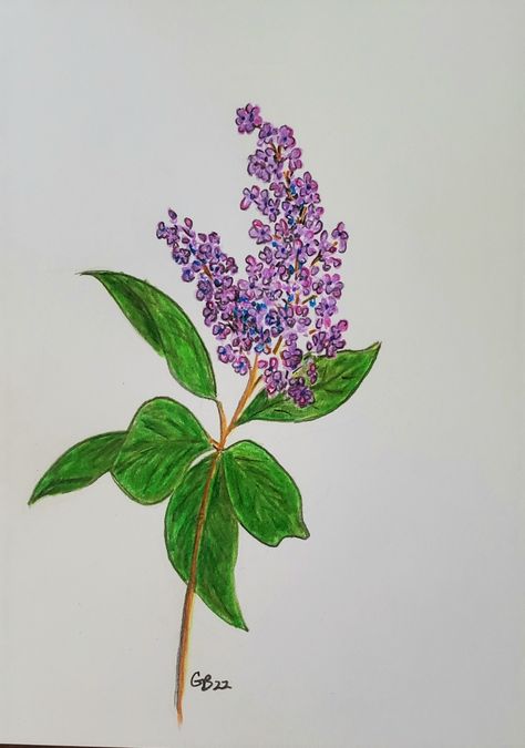 Lilac Drawing, Ink Inspiration, Drawing Pen, Color Pencil Drawing, Pen Art, Pen Ink, Colored Pencil, Pen Drawing, Pencil Drawings