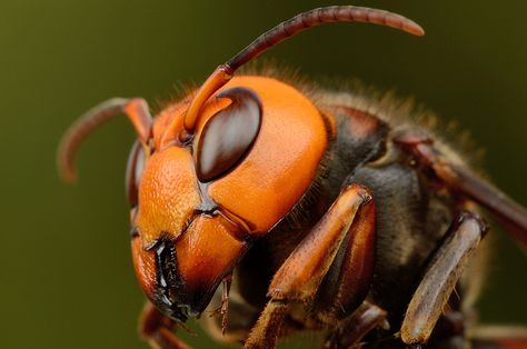 Asian Hornet, Japanese Giant Hornet, Micro Photography, Bee Colony, Bees And Wasps, Cool Bugs, Arthropods, Bugs And Insects, Wild Nature