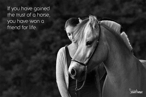 If you have gained the trust of a #horse, you have won a friend for life. Inspirational Horse Quotes, Horse Riding Quotes, Equestrian Quotes, Fjord Horse, Cowgirl Quotes, Riding Quotes, Horse Inspiration, Horse Quotes, All The Pretty Horses