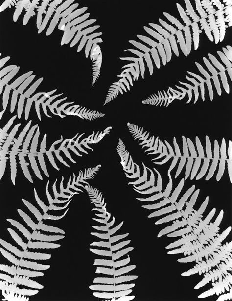 Pinned by Ronald M. The symmetry of the picture caught my eye. It doesn't seem to tell a story but it looks very cool. The shapes seem to be uniform. Photograms Photography, Photogram Darkroom, Photograms Ideas, Maria Perez, Photogram Photography, Dark Room Photography, Swirly Pattern, Photography Sketchbook, Plants Photography