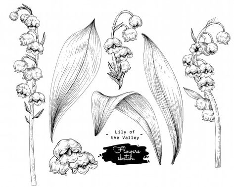 Baterflay Tattoo, Vintage Lily Of The Valley, Ftd Flowers, Lily Of The Valley Flowers, Valley Flowers, Flowers Illustration, Tampons Transparents, Illustration Botanique, Vector Sketch