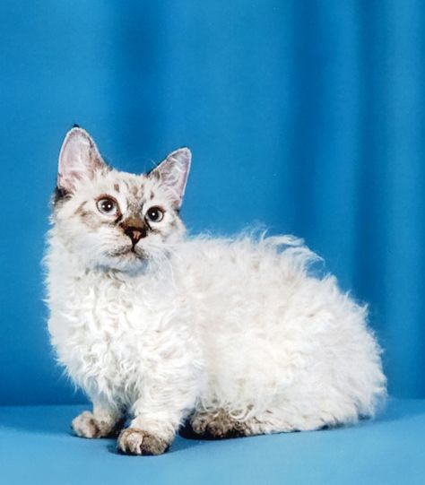 LAMBKIN: Selkirk Rex x Munchkin | A crossing between two naturally occurring “mutation cats” (cats whose genetic make up contains a mutated gene) one being a dwarf cat  – the Munchkin  – and the other a curly-coated cat, the Selkirk Rex. Curly Haired Cat, Selkirk Rex Kittens, Curly Cat, Munchkin Kitten, Laperm, American Wirehair, Selkirk Rex, Cornish Rex, Munchkin Cat