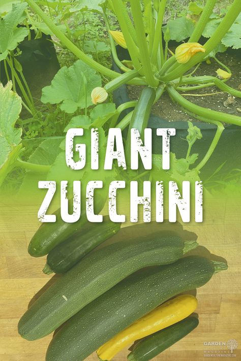 Zucchini plants are so rewarding; blink, and you’ve got yourself a harvest. But the fruit can rapidly grow too big. Here’s how to use it in the kitchen anyway! What To Do With Overgrown Zucchini, Overgrown Zucchini Recipe, Big Zucchini Recipes, Big Zucchini, Zucchini Garden, Canned Zucchini, Zucchini Cookies, Zucchini Chocolate Chip Muffins, Zucchini Plants