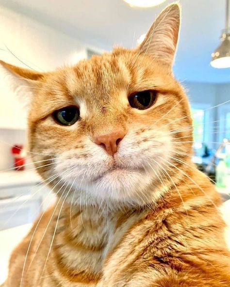 Home / Twitter Amstaff Puppy, Cat Selfie, Söt Katt, Cat Club, Orange Cat, Animals Images, Beautiful Cat, Beautiful Cats, 귀여운 동물