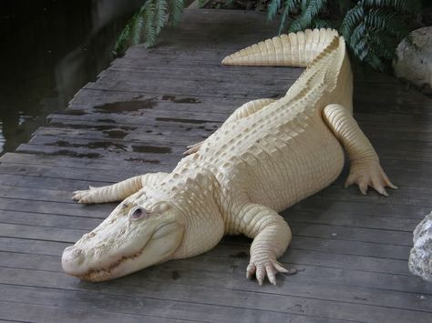 white alligator. Albino Alligator, Melanistic Animals, Rare Albino Animals, White Alligator, Ac 130, White Animals, Albino Animals, Underwater Animals, Unusual Animals