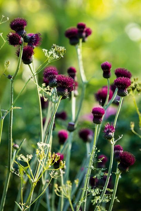 Great Dixter planting: how to get the look - Gardens Illustrated Beautiful Dahlia Flowers, Great Dixter Garden, Gardens Illustrated, Geranium Pratense, Planting Combinations, Great Dixter, Planting Design, Meadow Garden, Cottage Garden Plants