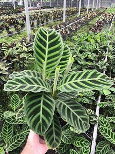 Peacock Plant, Snake Plant Care, Zebra Plant, Calathea Plant, Prayer Plant, Smart Garden, Garden Guide, Free Plants, Mother Plant