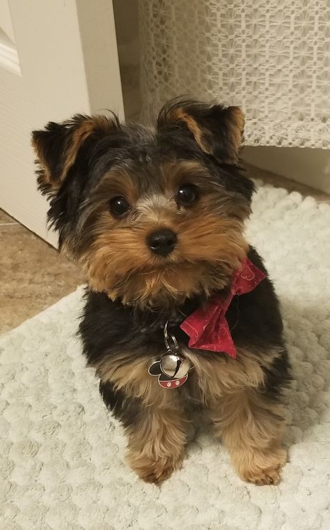 Puppy's name is rhino. Teddy bear haircut. 4 months old 3 lbs. Yorkie Bear Haircut, Teacup Yorkie Puppy Haircut, Teddy Bear Yorkie Haircut, Yorkie Haircut Teddy Bear, Yorkiepoo Haircuts, Yorkie Teddy Bear Cut, Yorkie Puppy Haircuts, Yorkie Puppy Cut, Yorkie Puppy Care