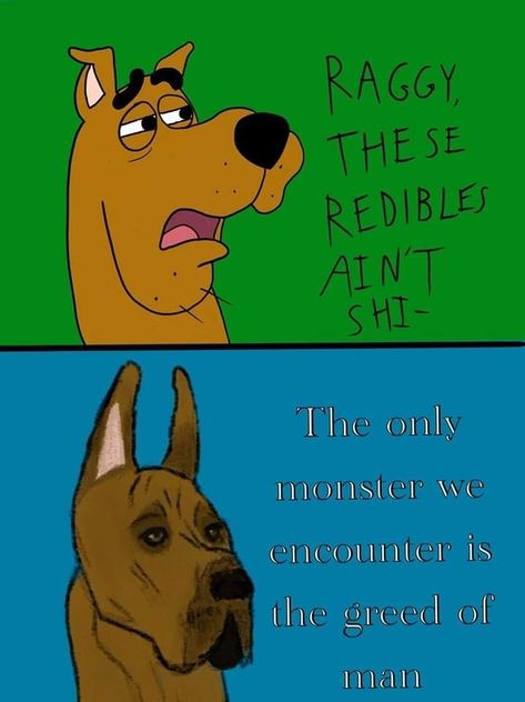 Scooby Doo Memes, Scooby Doo Mystery Inc, Scooby Doo Mystery, Dark Jokes, Quality Memes, Goofy Pictures, Reaction Pictures, Scooby Doo, Funny Memes