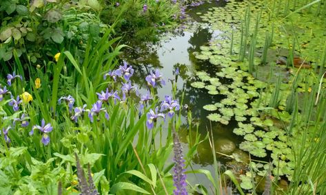 Flood gardens to combat drought and biodiversity loss, says Natural England | Climate crisis | The Guardian Flood Proof Garden, Biodiverse Garden, Floodplain Landscape, Flood Control Landscape, Loss Of Biodiversity, Bog Garden, Habitat Destruction, Flood Zone, Surface Water