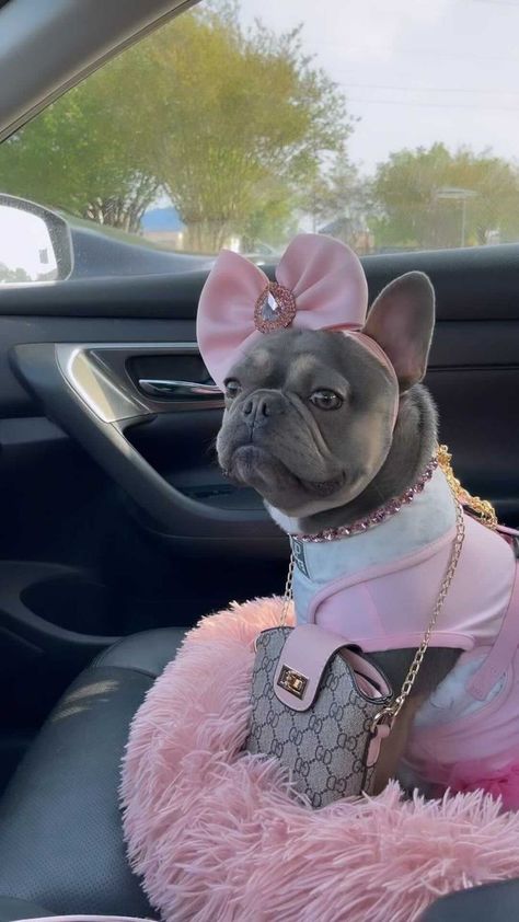 Princess Dog Aesthetic, Pink Puppy Stuff, Spoiled Dog Aesthetic, Boujee Dog Stuff, Pink Puppy Aesthetic, Pink Dog Stuff, Pics With Your Dog, Pink Dog Aesthetic, Cute Dog Outfits