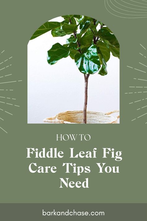 Fiddle leaf fig trees are a stunning touch to any indoor garden. Want to know how to take care of your precious plant? From bright spots to moisture levels, we've got the ultimate guide for massive growth and familial love for your fiddle leaf tree. In this post, uncover simple yet effective care techniques, propagation tips, and daily maintenance to keep your plant thriving. Let your fiddle leaf be the showstopper it deserves to be in your home by following these easy-to-digest care hacks! Fiddle Leaf Fig Care, Propagation Tips, Fiddle Leaf Tree, Fig Trees, Fig Plant, Ficus Lyrata, Live Tree, Fiddle Leaf Fig Tree, Floor Plants