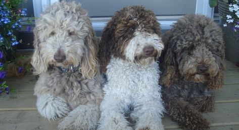 The 14 Different Colors of the Australian Labradoodle Australian Labradoodle Colors, Red Labradoodle, Labradoodle Grooming, Chocolate Labradoodle, Australian Labradoodle Puppies, Labradoodle Puppies, Different Shades Of Black, Australian Labradoodle, Labradoodle Puppy