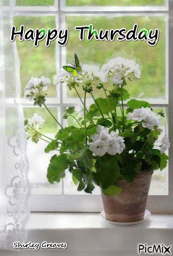 Perlagonium Plants, White Geraniums, Pelargonium Geranium, Potted Geraniums, Deco Nature, White Gardens, Deco Floral, Window Box, Clay Pots