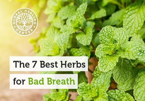 The 7 Best Herbs for Bad Breath | Wake Up World Causes Of Bad Breath, Mouth Health, Prevent Bad Breath, When To Plant Vegetables, Mouth Rinse, Herbal Plants, Organic Herbs, Organic Health, Food Videos Cooking