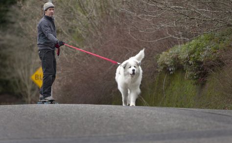 Skatejoring in the city: Urban mushing on skateboards is a kick for dogs and owners. "A tired dog is a good dog." - urban mushing expert -Liz Parrish #Portland #Oregon Urban Mushing, Dogs And Owners, Skateboard Furniture, Trail Dog, Skateboard Park, Good Dog, Big Move, Dog Owner, Portland Oregon