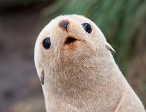 Fur Seal, Girl Energy, Cute Seals, Seal Pup, Baby Seal, A Seal, Creature Feature, The Throne, Silly Animals