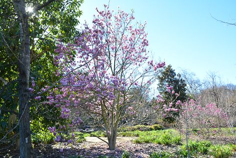 Click to view a full-size photo of Jane Magnolia (Magnolia 'Jane') at Plumline Nursery Magnolia Jane, Jane Magnolia, Inside Flowers, Summer Planter, Mulch Landscaping, Low Maintenance Shrubs, Winter Planter, Reddish Purple, Fall Planters