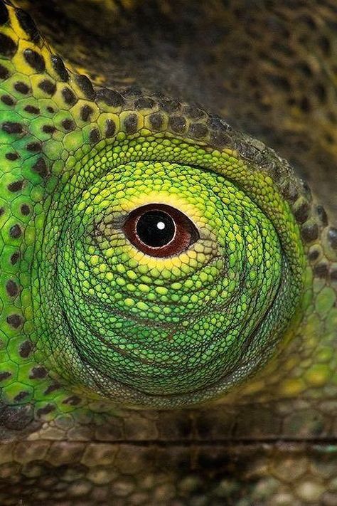 Chameleon Eye / Image by dale_r_morris (Dale Morris) from instagram Chameleon Eyes, Eyes Aesthetic, Eye Images, From Instagram, Animals, Instagram