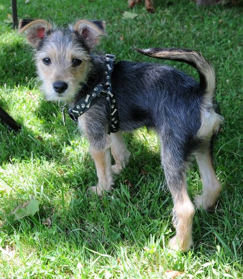 Possum. Schnauzer Yorkie mix. 12 weeks Yorkie Mix, Yorkie, Husky, Cute Animals, Puppies, Dogs, Animals