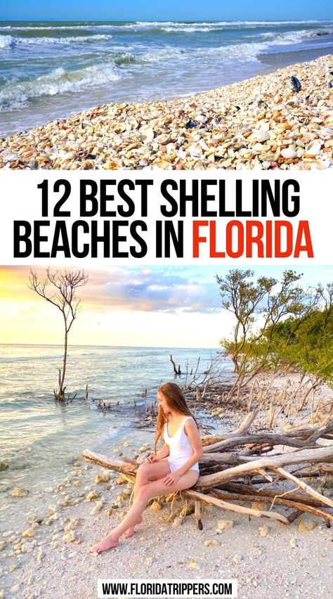 12 Best Shelling Beaches in Florida Best Shelling Beaches, Best Florida Beaches, Best Beaches In Florida, Florida Vacation Spots, Beaches In Florida, Best Beach In Florida, Shell Island, Pretty Beach, Usa Travel Guide