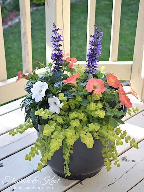 Pretty Planters 2 purple-blue salvia (thriller!) 2 white impatiens (filler) 2 coral petunias (filler-spiller) 2 creeping jenny (spiller) – this can be split up, so you don’t need to buy 2 plants per planter!: White Impatiens, Purple Salvia, Porch Flowers, Container Garden Design, Creeping Jenny, Container Gardening Flowers, Meteor Garden 2018, Flower Pots Outdoor, 강아지 그림