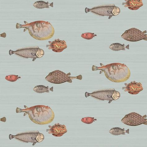 Fish wallpaper iphone