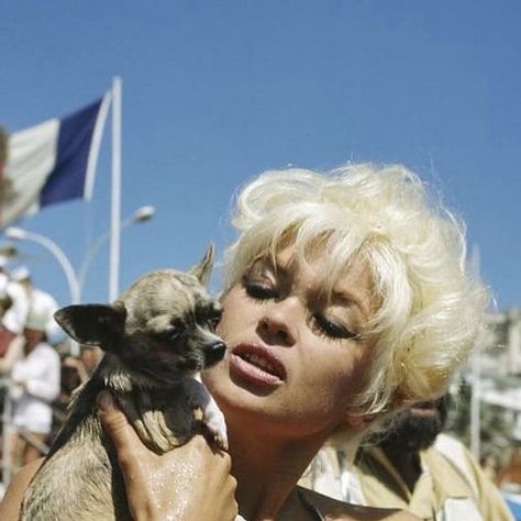 Vintage Icons on Instagram: "Jayne Mansfield and her chihuahuas   #jaynemansfield #jayne #mansfield #janemansfield #jane #iconic #1960s #legend #classic #beauty #goldenage #oldhollywood #style #oldhollywoodglam #vintage #oldhollywoodglamour #mariskahargitay #blondebombshell #marilynmonroe #vintageic0ns_  #mariskahagitay #60s #blonde #mickeyhargitay #sexsymbol #sexystyle #janemansfield" Jane Mansfield, Jayne Mansfield, Old Hollywood Glam, Vintage Icons, Miss America, Mariska Hargitay, Blonde Bombshell, Old Hollywood Glamour, Iconic Women