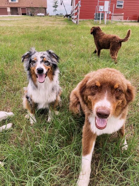 Cute Farm Dogs, Cute Doggies, Critters 3, Future Farms, Farm Dogs, Summer Recipes, Dream Life, Dogs And Puppies, Pet Dogs