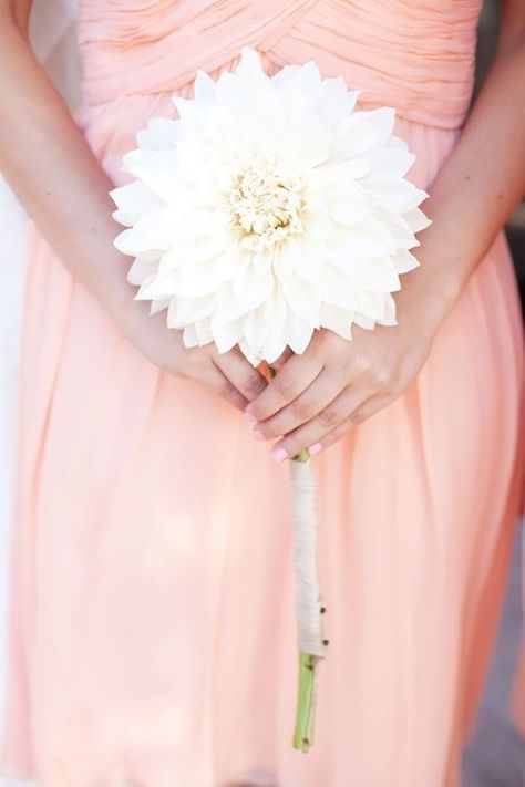 Go bold with a giant dahlia that begs to be noticed on your wedding day. Single Flower Bouquet, San Clemente Wedding, Dahlia Bouquet, Minimalist Bride, Bridesmaids Bouquets, Peach Wedding, Bouquet Ideas, Bridesmaid Flowers, Single Flower