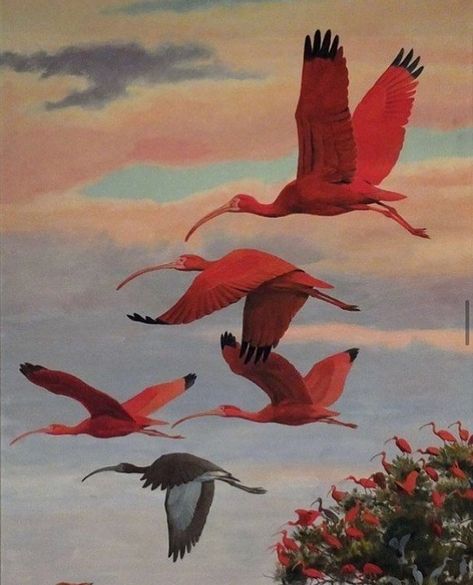 Craig Kosak, Wood Sculpting, Art Mini Toile, Scarlet Ibis, Digital Museum, John James Audubon, Daily Painting, Art Et Illustration, Beginner Painting