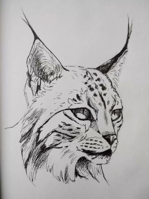 Cool Animal Sketches, Lynx Drawing Sketch, Edgy Drawings Aesthetic, Lynx Cat Drawing, Sketch Ideas Animals, Cool Animal Drawings, Lynx Sketch, Lynx Drawing, Lynx Tattoo