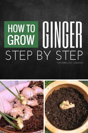 Learn how to grow ginger in your home and you will always have fresh, tender and fiberless ginger root on hand. #Ginger Grow Ginger Indoors, Plants Ideas Indoor, Mini Orchard, Growing Ginger Indoors, Regrow Vegetables, Growing Ginger, Indoor Vegetables, Indoor Grow, Ginger Plant