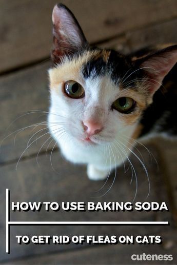 Kill fleas on your cat the natural way by using baking soda. Fleas On Kittens, Fleas On Cats, Cat Remedies, Home Remedies For Fleas, Get Rid Of Fleas, Killing Fleas, Flea Remedies, Pet Remedies, Flea Repellent