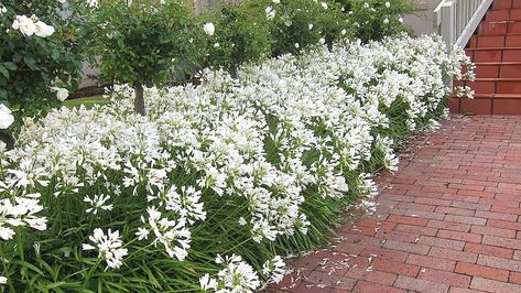 Fast-Growing Trees for Impatient Gardeners - FineGardening Agapanthus Garden, White Agapanthus, African Lily, Townhouse Garden, Fast Growing Trees, Side Garden, Moon Garden, Garden Edging, White Gardens