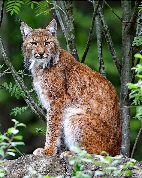 Eurasian Lynx Lynx Human Hybrid, Eurasian Lynx, Fluffy Animals, Lynx, Cute Creatures, Big Cats, Childrens Books, Forest, Cute Animals