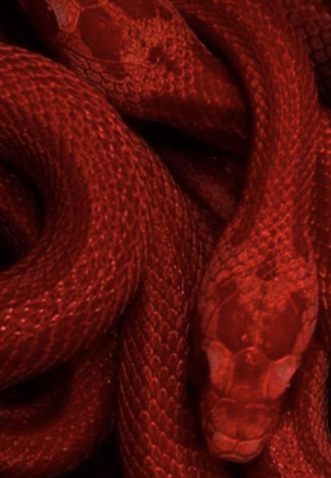 Red Snake Aesthetic, Deep Red Aesthetic, Red Goth Aesthetic, Maroon Aesthetic, Burgundy Aesthetic, Red Snake, Red Colour Palette, Red Icons:), Star Children