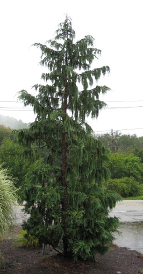 Chamaecyparis nootkatensis - Hickory Hollow Nursery and Garden Center Weeping Alaskan Cedar, Blue Spruce Tree, Colorado Blue Spruce, Spruce Trees, Plant Catalogs, Spruce Tree, Planting Shrubs, Zone 5, Blue Spruce