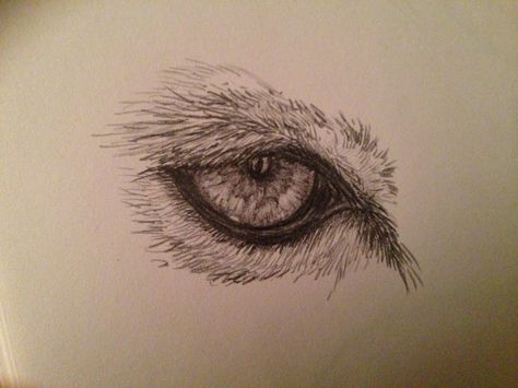 Quick sketch of a mountain lion eye. Used only a 1B graphite pencil. Lion Eyes Drawing, Draw A Lion, Lion Eyes, Eye Sketch, Eye Details, Mountain Lion, Graphite Pencils, Quick Sketch, A Lion