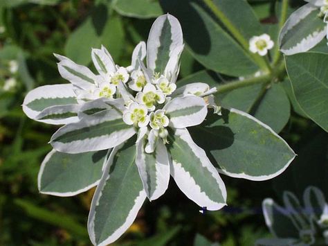 Snow on the Mountain - Euphorbia marginata - Calyx Flowers, Inc Snow On The Mountain Plant, Euphorbia Marginata, Calyx Flowers, Snow On The Mountain, Easy Perennials, Deer Resistant Perennials, Willa Cather, Prairie Planting, Prairie Flower