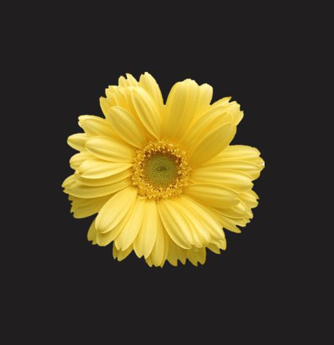 yellow flower png Yellow Flower Black Background, Flower Black Background, Flowers Black Background, Black Png, Spotify Covers, Flower Icons, Flowers Black, Flower Black, Simple Flower