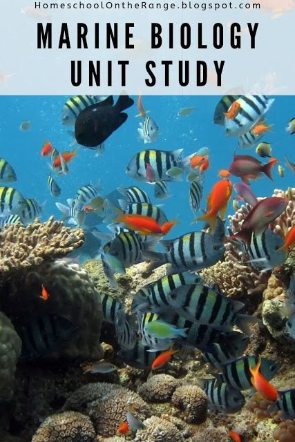 Homeschool On the Range: Marine Biology Unit Study. #biology #scienceexperiments #scienceforkids #kids #learning Marine Biology Unit Study, Science Crafts For Kids, Ocean Unit Study, Oceanography Marine Biology, Homeschool Unit Studies, Homeschool Nature Study, Unit Studies Homeschool, Conservation Biology, Ocean Unit